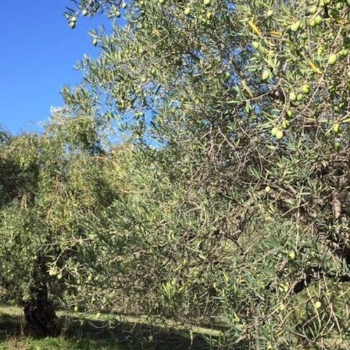 uliveto di contrada donna biancaTuri eccellenze dell'Etna