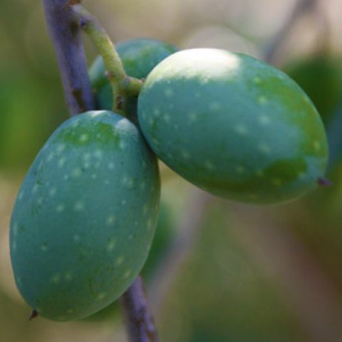olivo-di-nocellara-etnea