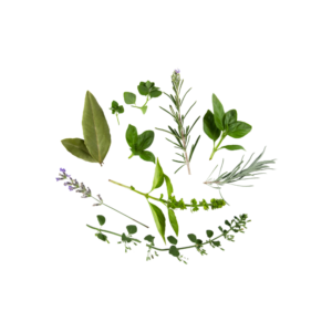 erbe aromatiche