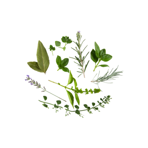 erbe aromatiche